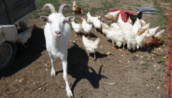 Týden mezi zvířaty a prachem na farmě Pravice